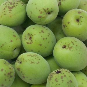 ミニサボテン 花 ガーデニング の商品一覧 通販 Yahoo ショッピング