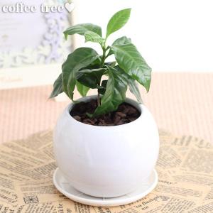 観葉植物 コーヒーの木 陶器鉢 鉢皿付 高さ約20cm-30cm 室内装飾 ギフト 贈り物