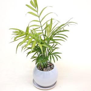 フィカス プミラ コアラ 3号苗 観葉植物 室内装飾 ギフト 贈り物 : 花