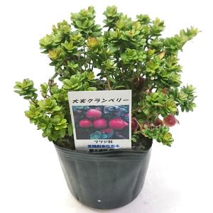 ハイノキ 株立ち 約2.5m 特大株 超植木苗木 灰の木 規格販売 お買い得