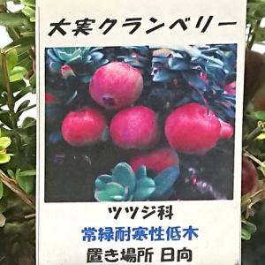 クランベリー 3.5号 オオミノツルコケモモ ...の詳細画像3