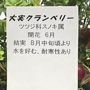 クランベリー 3.5号 オオミノツルコケモモ ...の詳細画像4