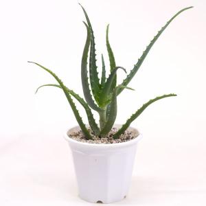 アロエ 5号 プラ鉢 食用 別名 医者いらず 多肉植物 H2404a 花と緑のはなここ 通販 Yahoo ショッピング