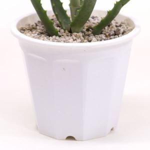 観葉植物 アロエ 5号 プラ鉢 食用 別名 医...の詳細画像1