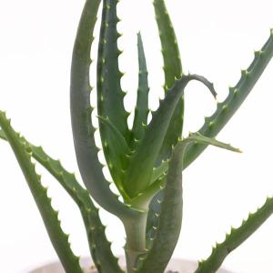 観葉植物 アロエ 5号 プラ鉢 食用 別名 医...の詳細画像2