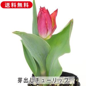 芽出し チューリップ 3号 24苗 球根 花色おまかせ MIX 9ｃｍポット花苗 鉢植え 寄せ植え 春の花 苗 露地植え 庭花 ガーデニング