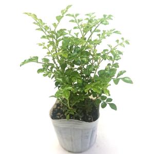花と緑のはなここ - Yahoo!ショッピング