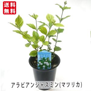 花と緑のはなここ - Yahoo!ショッピング