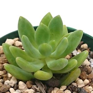 多肉植物 セダム属 サンライズマム カット極小苗 : 花と緑のはなここ