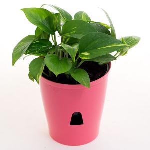 観葉植物 ポトス 底面潅水 5号プラ鉢 育てやすくとってもかわいい