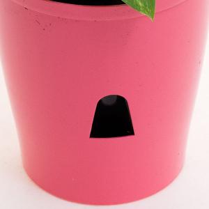 観葉植物 ポトス 底面潅水 5号プラ鉢 育てや...の詳細画像1