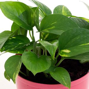 観葉植物 ポトス 底面潅水 5号プラ鉢 育てや...の詳細画像2