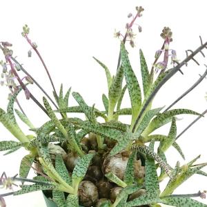 多肉植物：アガベ 氷山*幅7cm 現品！一品限り : 遊恵盆栽 Yahoo!店