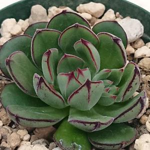 多肉植物 エケベリア属 黒助 くろすけ カット極小苗 : 花と緑のはな