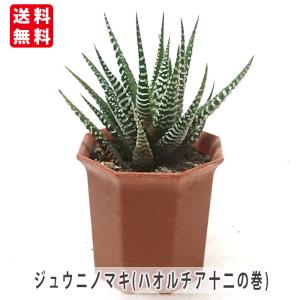 ハオルチア 十二の巻 ジュウニノマキ 2号 プラ...の商品画像