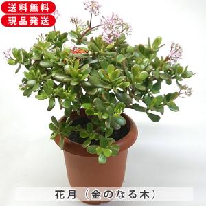 金のなる木 5号鉢（直径15cm） フチベニベンケイ 花月 成金草 多肉植物
