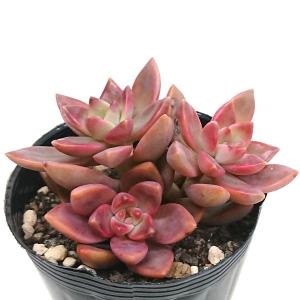 サボテン：ギムノカリキウム 瑞昌玉*M 幅3.5cm : 遊恵盆栽 Yahoo!店