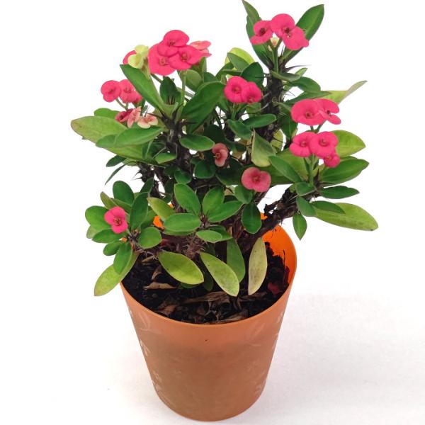 ユーフォルビア 花キリン ハナキリン 3.5号 10.5cm プラ鉢 花 多肉植物 多肉 観葉植物 ...