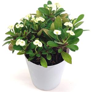 セダム ブレビフォリウム（木立性） : にじはなPlants - 通販 - Yahoo