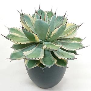 多肉植物：アガベ 吉祥冠錦 覆輪*S 幅9cm : 遊恵盆栽 Yahoo!店