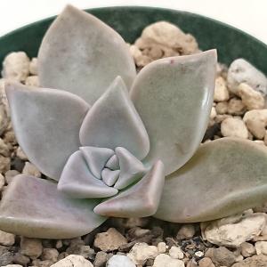 多肉植物 セダム属 サンライズマム カット極小苗 : 花と緑のはなここ