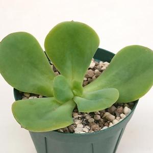 多肉植物 ピンクルビー グラプトベリア属 カット苗 多肉 寄せ植え