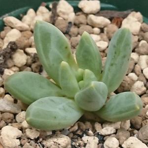 多肉植物 パキフィツム属 紫麗殿 しれいでん カット極小苗 : 花と緑の