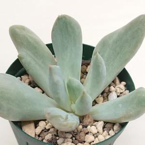 フィカス プミラ コアラ 3号苗 観葉植物 室内装飾 ギフト 贈り物 : 花