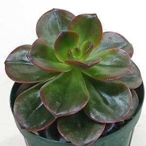 多肉植物 セダム属 銘月 めいげつ カット極小苗 meigetu0624 : 花と緑