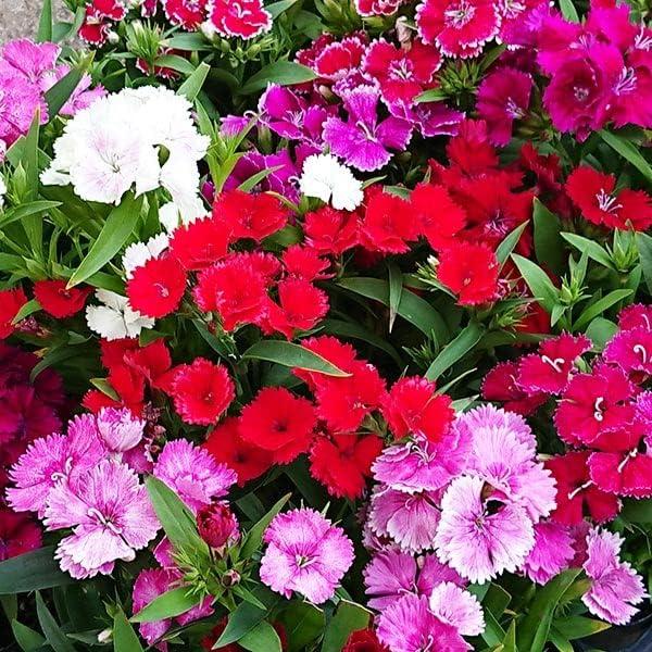 ナデシコ ダイアンサス 花苗 3号 9cmポット 6鉢セット ガーデニング