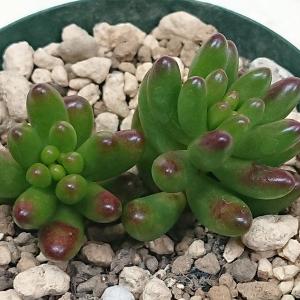 多肉植物 セダム属 虹の玉×2個 カット極小苗 7.5cmポットで撮影｜花と緑のはなここ