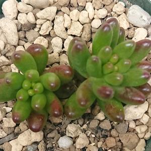 多肉植物 セダム属 虹の玉×2個 カット極小苗の詳細画像1