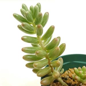 多肉植物 セダム属 サンライズマム カット極小苗 : 花と緑のはなここ