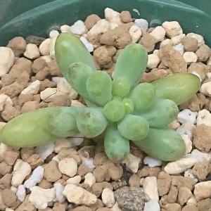 ポエール カランコエ属 多肉植物 2.5号（7.5cm）硬質プラポットで撮影