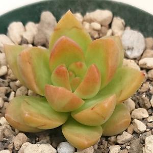 セーール　特大　山川ストロンギ　肋骨　実生 サボテン：アストロフィツム 山川肋骨ストロンギ鸞鳳玉 実生*幅16cm