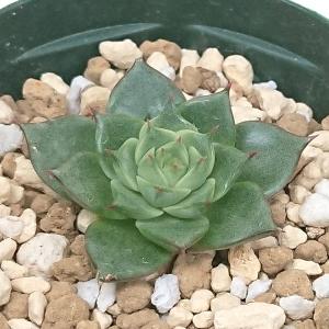 多肉植物 セダム属 サンライズマム カット極小苗 : 花と緑のはなここ