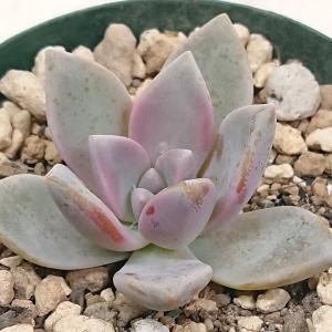 多肉植物　セダム属　サンライズマム　カット1本 多肉植物 セダム属 サンライズマム カット極小苗 : 花と緑のはなここ -