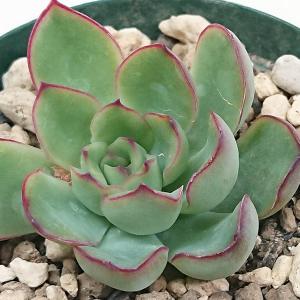 多肉植物 エケベリア属 黒助 くろすけ カット極小苗 : 花と緑のはな