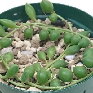 多肉植物 セネシオ属 ピーチネックレスカット極小苗