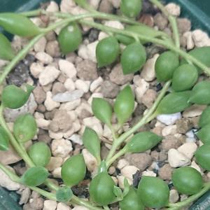 多肉植物 セネシオ属 ピーチネックレスカット極小苗の詳細画像1