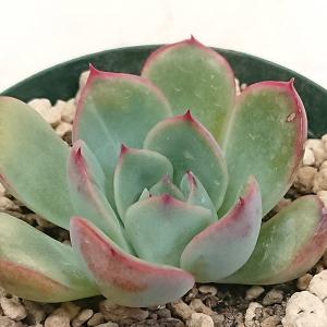 多肉植物 エケベリア属 ジョアンダニエル カット極小苗 : 花と緑のはな