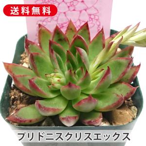 多肉植物 プリドニスクリスエックス エケベリア属...の商品画像