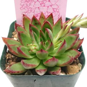 多肉植物 プリドニスクリスエックス エケベリア...の詳細画像1