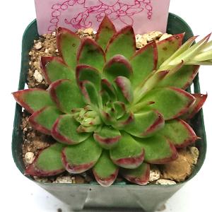 多肉植物 プリドニスクリスエックス エケベリア...の詳細画像2