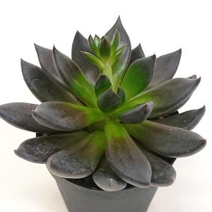 ブラックプリンス くろすけ エケベリア属 多肉植物 2.5号（7.5cm）硬質プラポットで撮影 抜き苗で発送します。