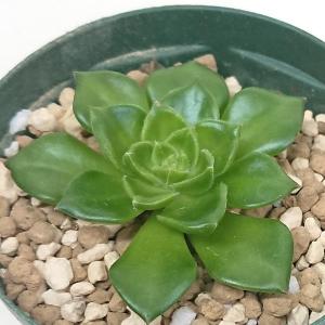 フィカス プミラ コアラ 3号苗 観葉植物 室内装飾 ギフト 贈り物 : 花