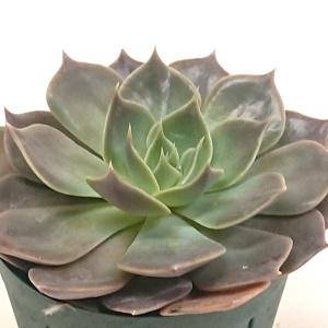 多肉植物 エケベリア属 ジョアンダニエル カット極小苗 : 花と緑のはな