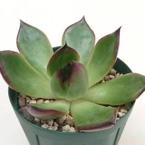 多肉植物 エケベリア チワワエンシス錦 7.5cmポット苗 : ハニーミント