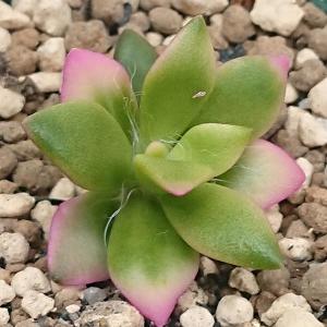 多肉植物 セダム属 春萌 はるもえ カット極小苗 : 花と緑のはなここ