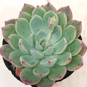 多肉植物 エケベリア属 七福美尼 しちふくびに...の詳細画像1